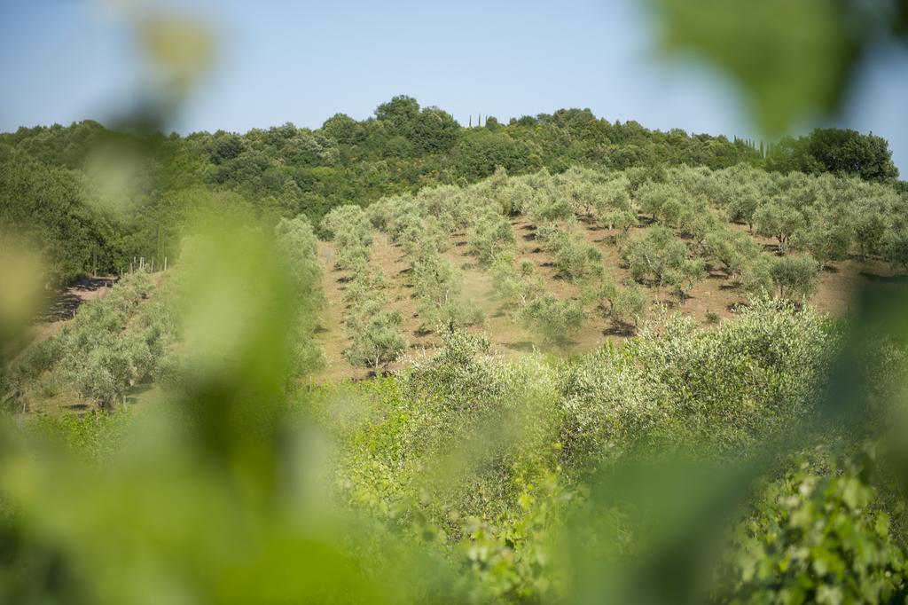 Poggio Corbello Alojamento de Turismo Rural *